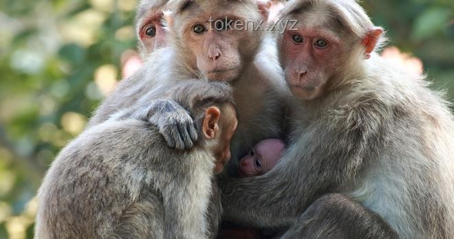 第一集：老猫猴子进村！实用生存与融入指南 🐱🐒🏠